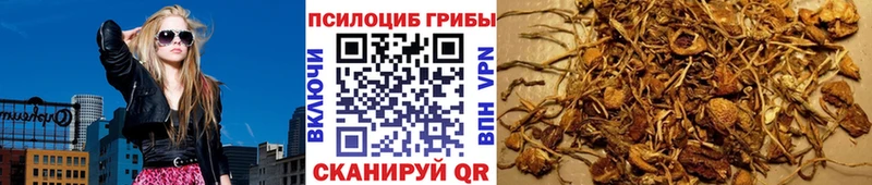 Купить закладки  Кудрово  Галлюциногенные грибы прущие грибы 